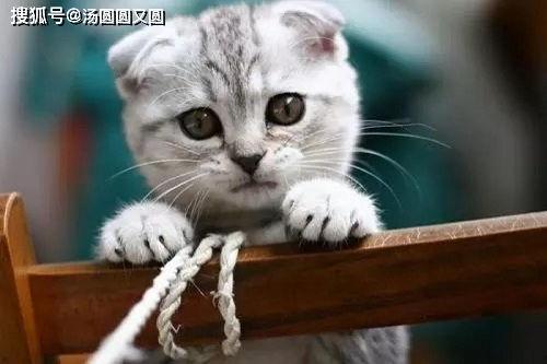 娱乐吃瓜君和折耳猫,揭秘娱乐圈的萌宠故事