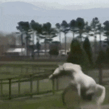 吃瓜表情动态图