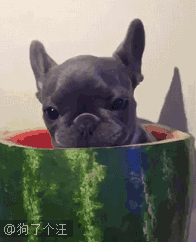 吃瓜表情动态图