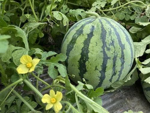 吃瓜新闻今日吃瓜,揭秘娱乐圈最新热点事件