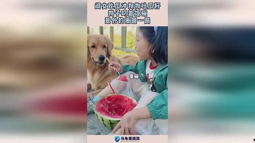 娱乐吃瓜酱送小狗视频大全,萌宠小狗视频大全，萌化你的心！