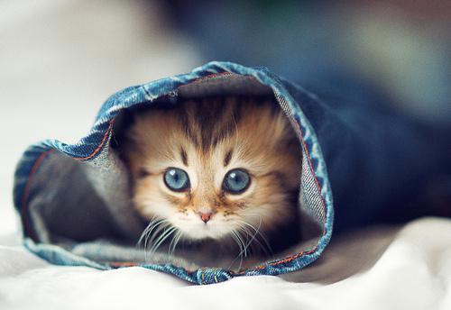 大懒猫娱乐八卦爆料吃瓜,娱乐圈最新八卦大揭秘！