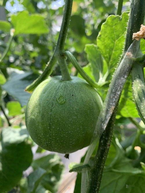 娱乐吃瓜封面怎么做的